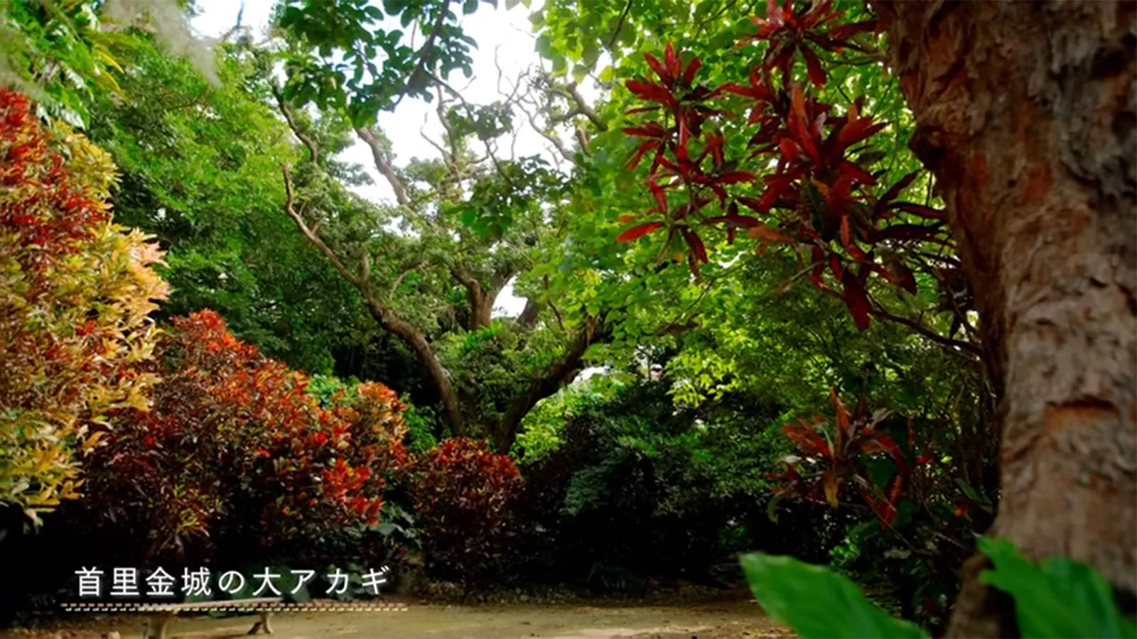 首里にある郷愁 - 末吉公園