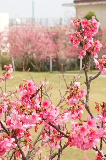 首里にあるときめき ─ 崎山公園